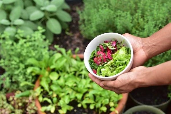 Comment créer un potager bio dans son jardin ?