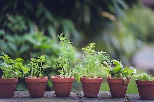 Quelles sont les plantes faciles à cultiver sur son balcon ?