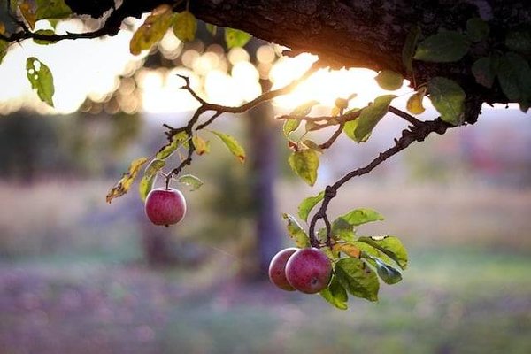 Quels sont les meilleurs arbres fruitiers pour son jardin ?